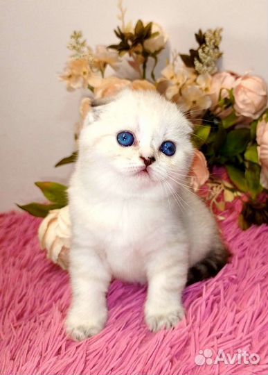 Шотландские вислоухие девочки