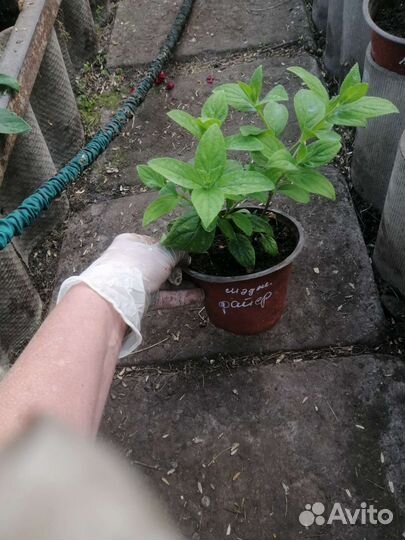 Гортензии метельчатые