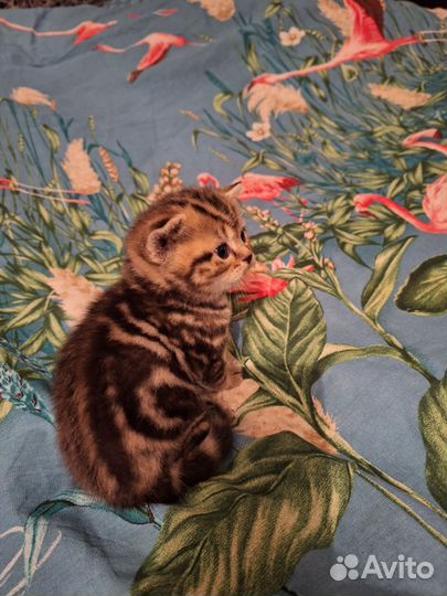 Мраморные котята