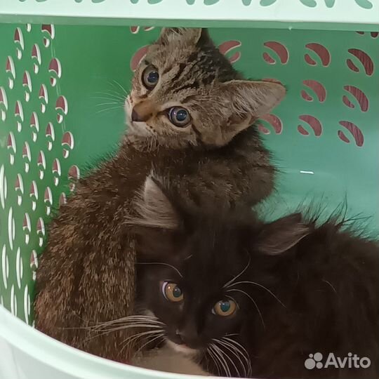 Котята в добрые руки бесплатно