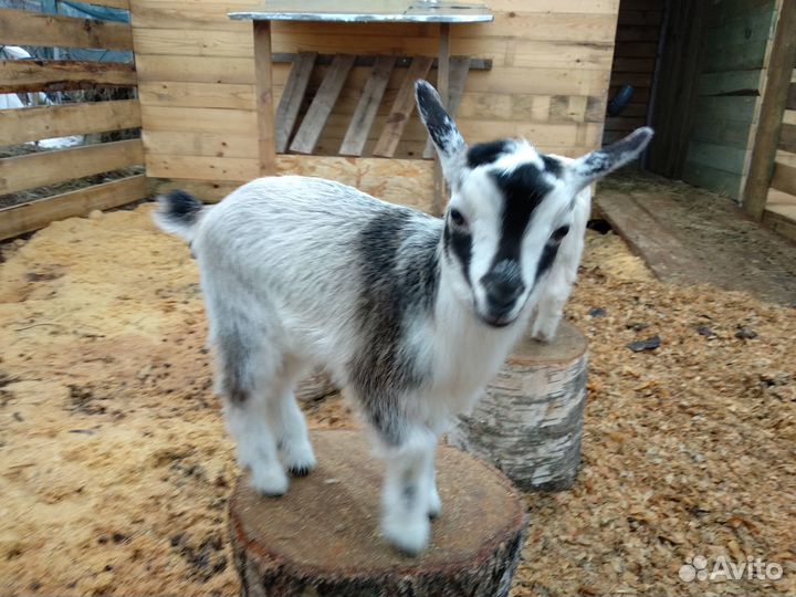 Карликовая камерунская козочка кн 75