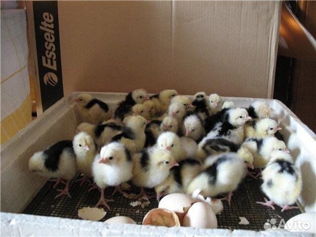 Цыплята суточные австралорп