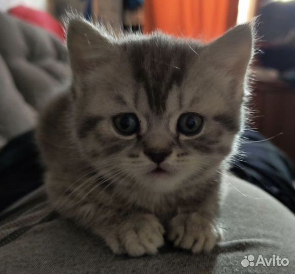 Пушистые друзья