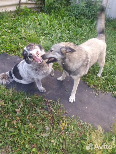 Собачки, 1.5 года и 5 лет