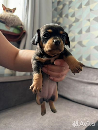 Русский той-терьер