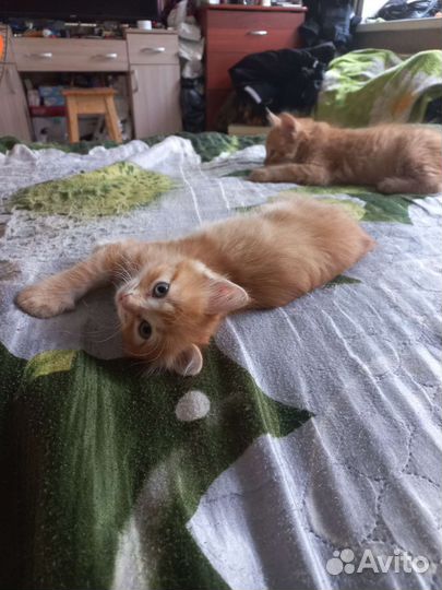 Отдам бесплатно животные