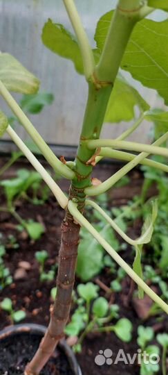 Саженцы инжира