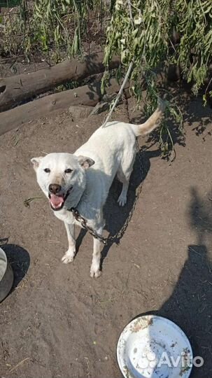 Собака в добрые руки