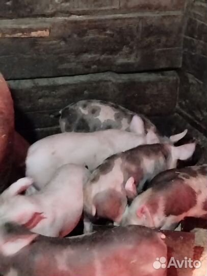 Поросята