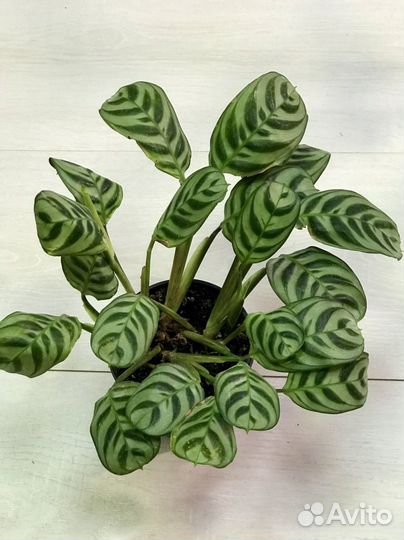 Калатея Бурле Маркс