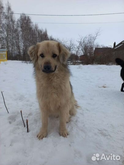 Собаки для дружбы
