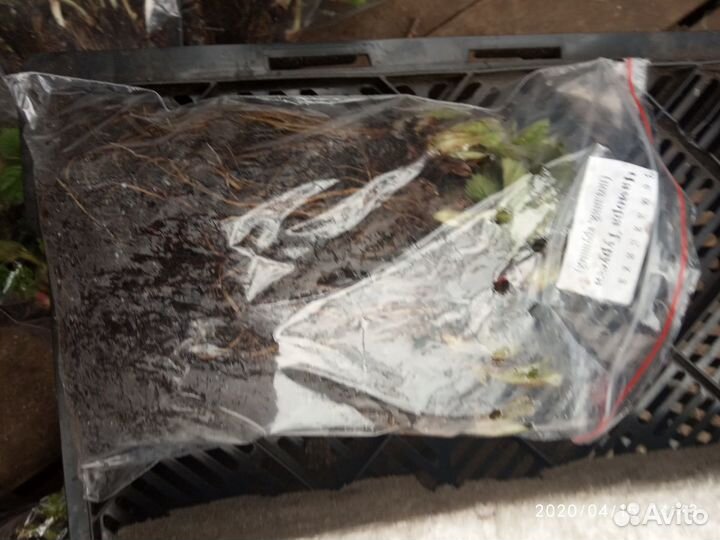 Саженцы клубники О, К, С