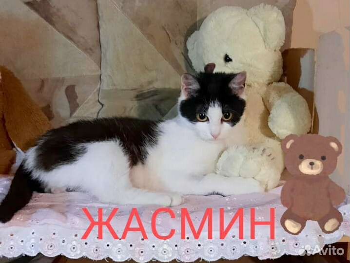 Кошка