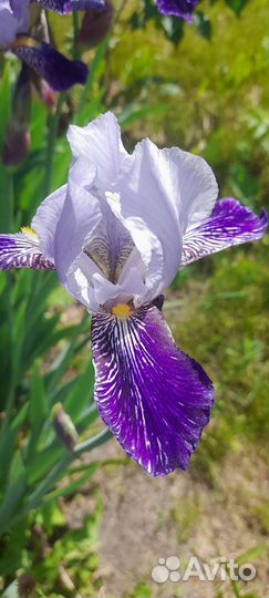 Ирис бородатый