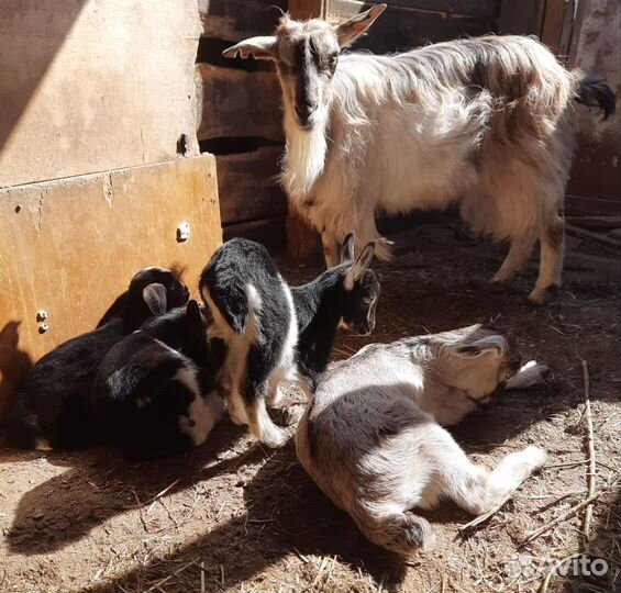 Козлята,котная коза