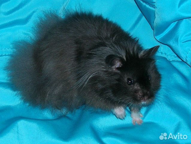 Сирийские хомяки