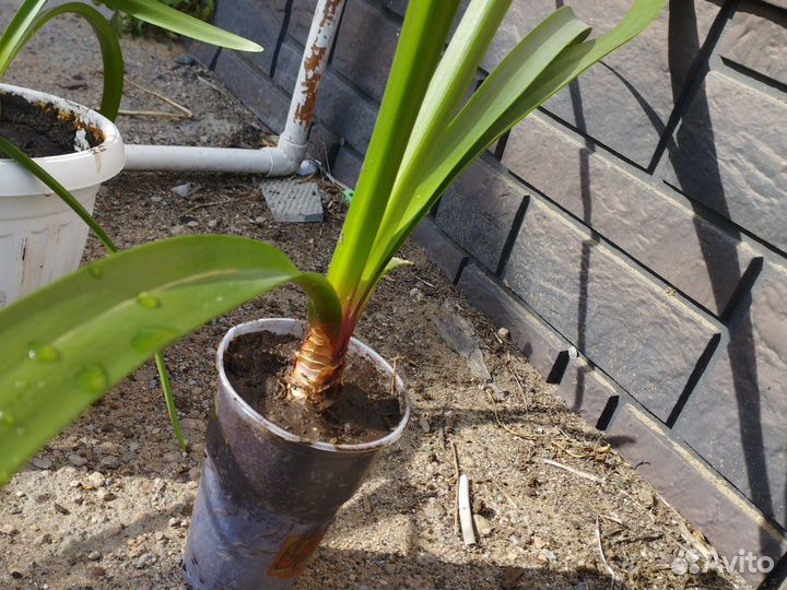 Спатифиллум, колеос,валотта, фиалка бордовая