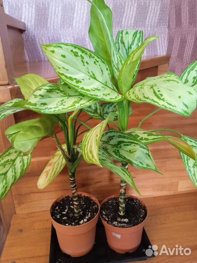 Комнатные растения