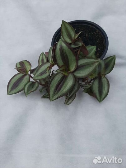 Традесканция. Разные сорта