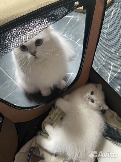 Шотландская красотка
