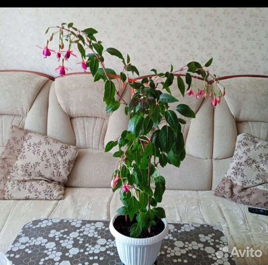 Комнатные цветы