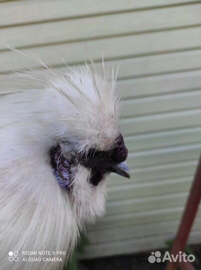 Петухи китайские шелковые