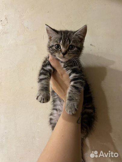 Шотланская котенок бесплатно