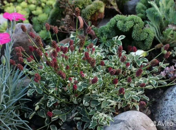 Садовые растения