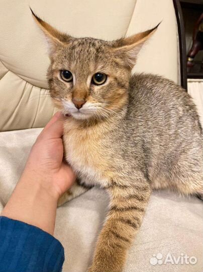 Кошка чаузи ф1 3 месяца