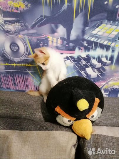Котенок