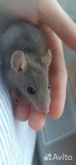 Крысенок Дамбо