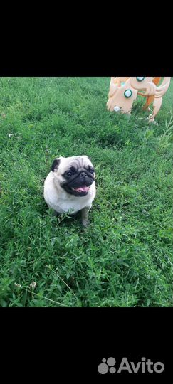 Щенки мопса