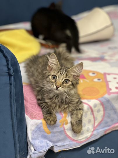 Котенок Зайка(девочка) ищет мамочку