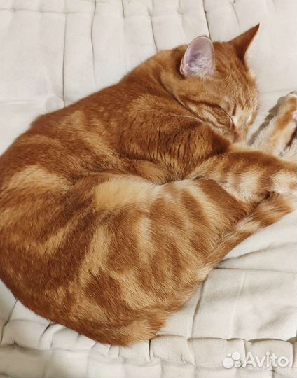 Кот