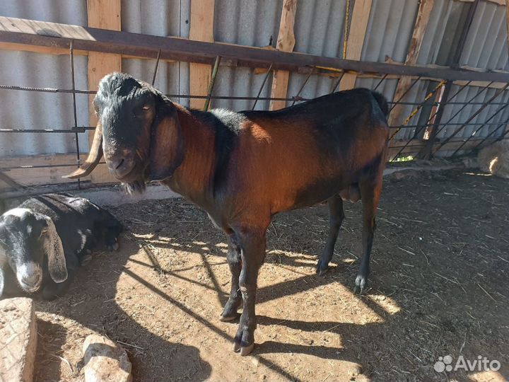 Нубийский козел