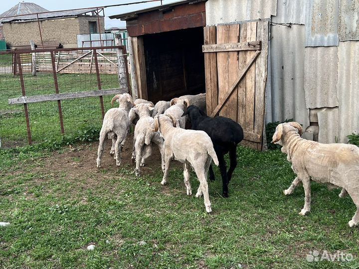 Овцы бараны ягнята