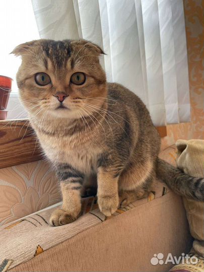 Вязка. Шотландский вислоухий кот