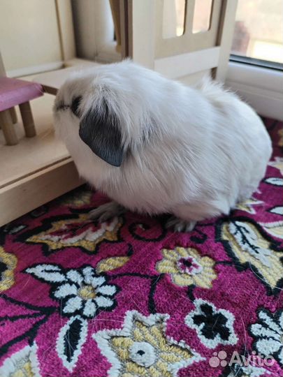 Морская свинка Калифорния