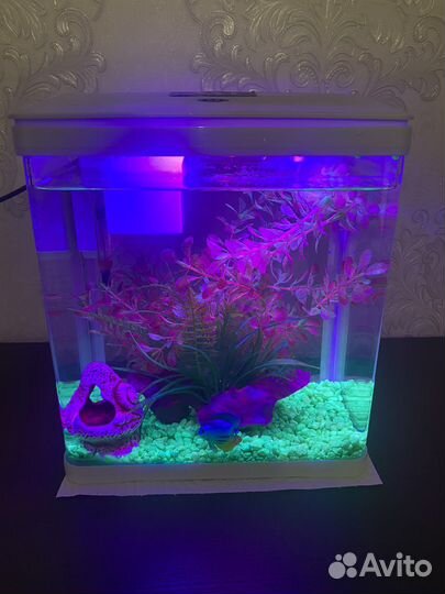 Аквариум