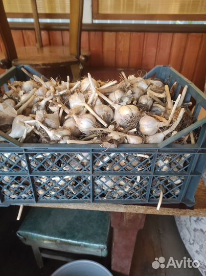 Продаю чеснок с дачного участка