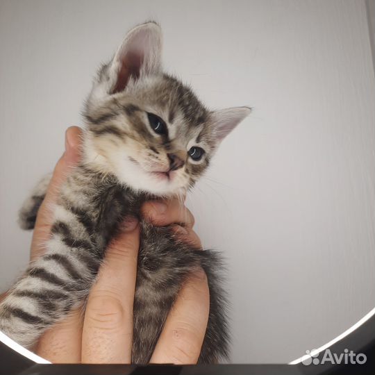 Отдам котенка в добрые руки