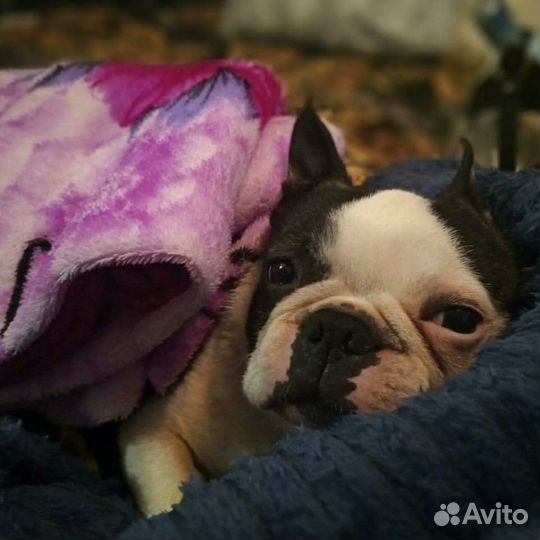 Мальчик для вязки бостон-терьер Шонику 6 лет