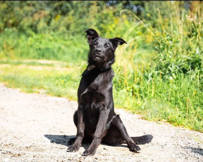 Собака в добрые руки 7мес