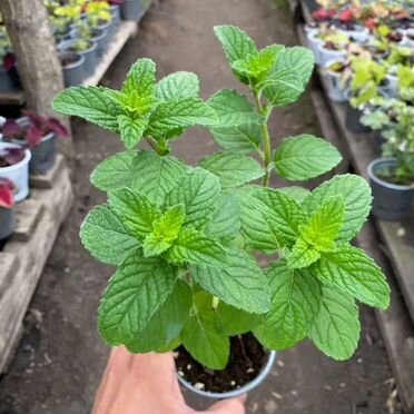 Комнатные растения цветы