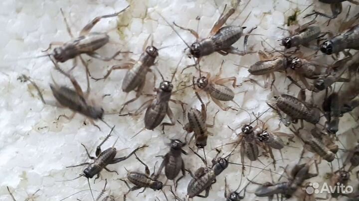 Сверчки банановые, домовые (тигровые)