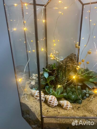Флорариум суккуленты