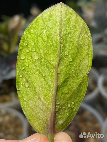 Замиокулькас вариегатный black yellow