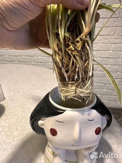 Хлорофитум