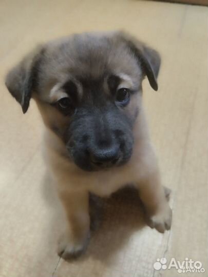 Отдам в добрые руки