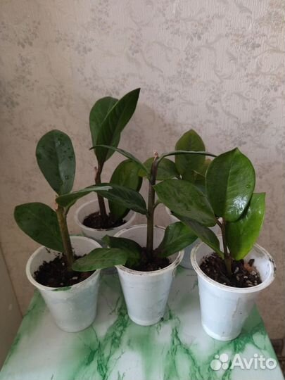 Замиокулькас